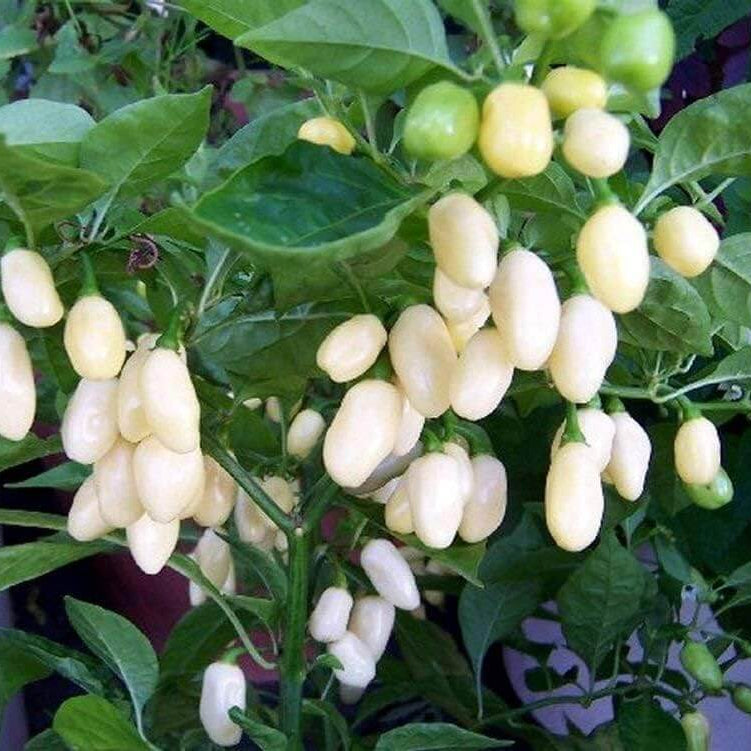 Habanero Chili Seeds - White