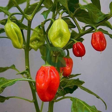 Habanero Chili Seeds - Caribbean