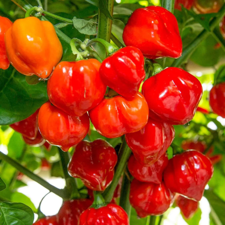 Habanero Chili Seeds - Red
