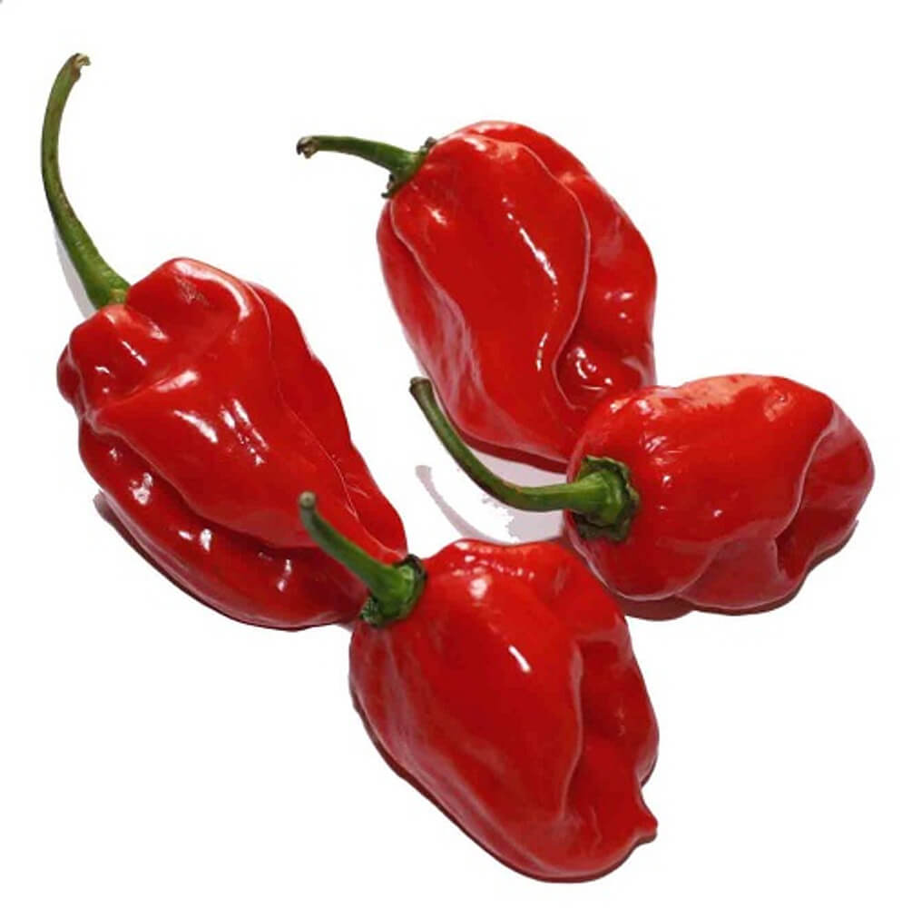 Habanero Pepper Seeds – Chili