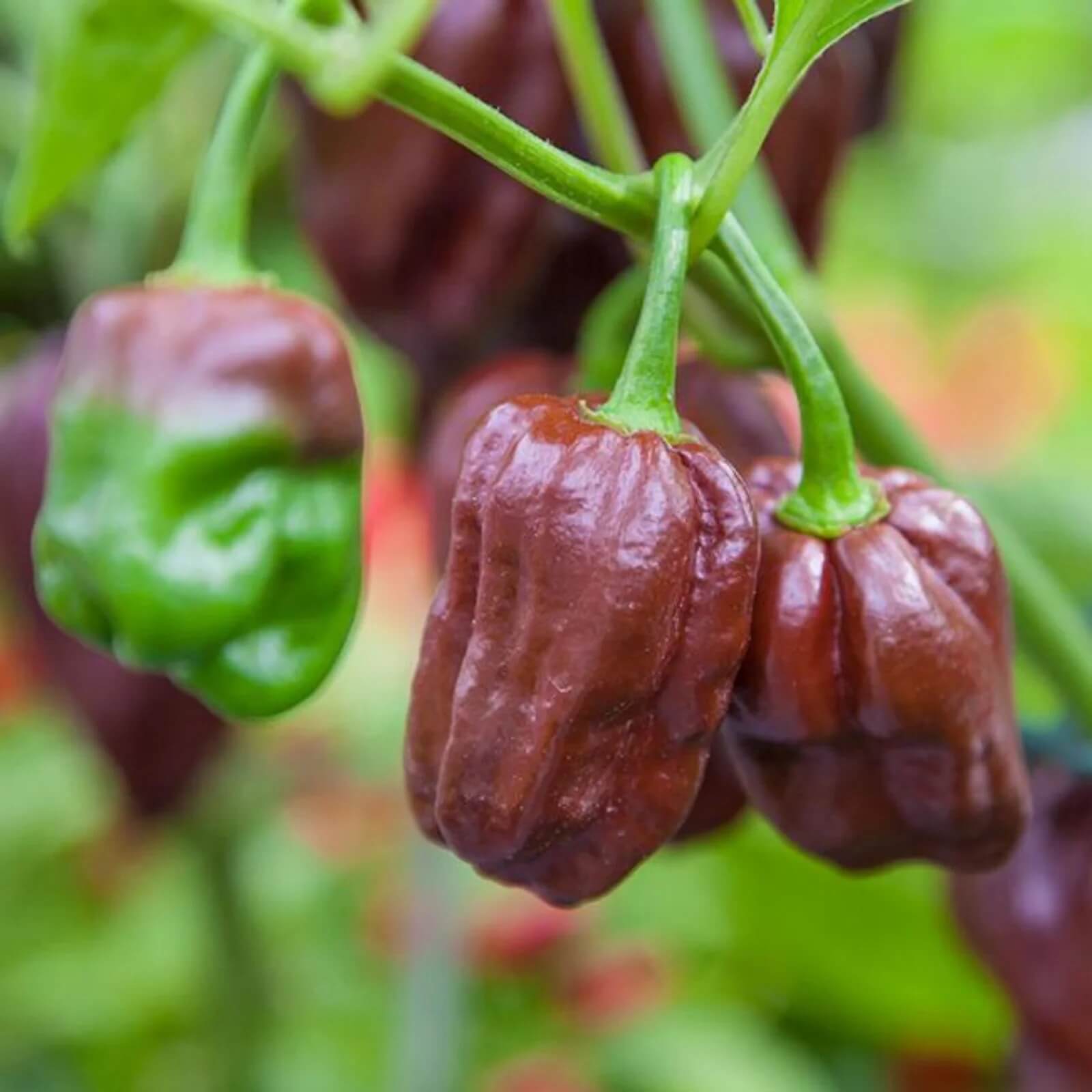 Habanero Pepper Seeds – Chocolate