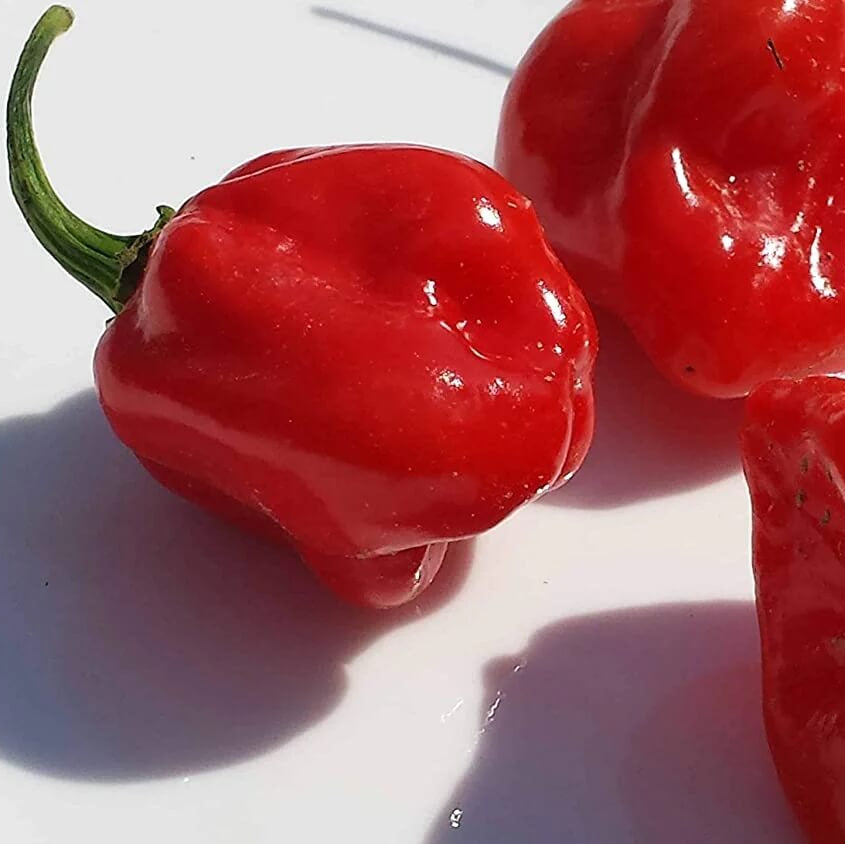 Habanero Pepper Seeds – Chili
