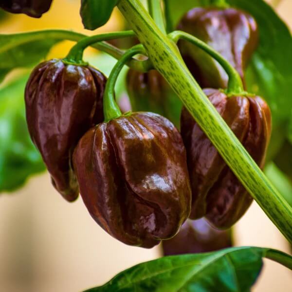 Habanero Pepper Seeds – Chocolate