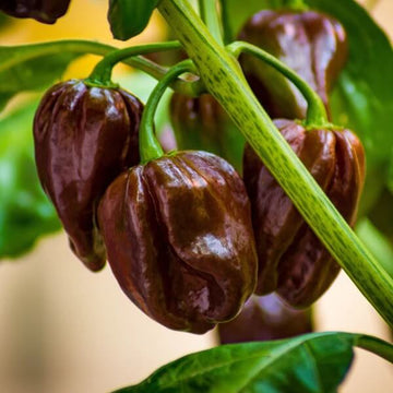 Habanero Pepper Seeds – Chocolate