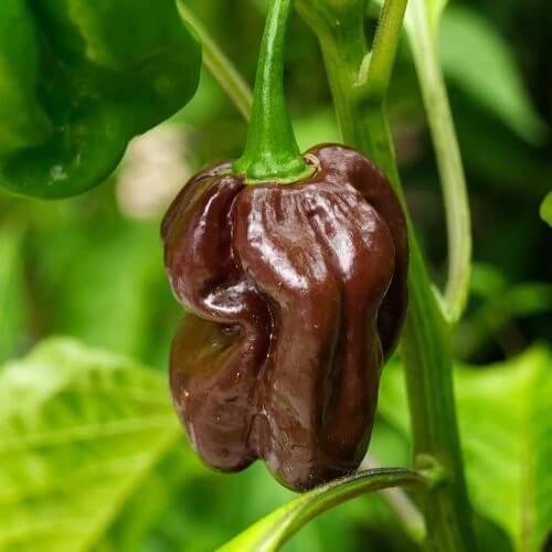 Habanero Pepper Seeds – Chocolate