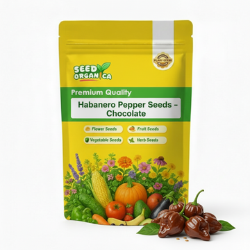 Habanero Pepper Seeds – Chocolate