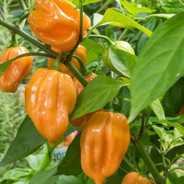 Habanero  Seeds – Heirloom