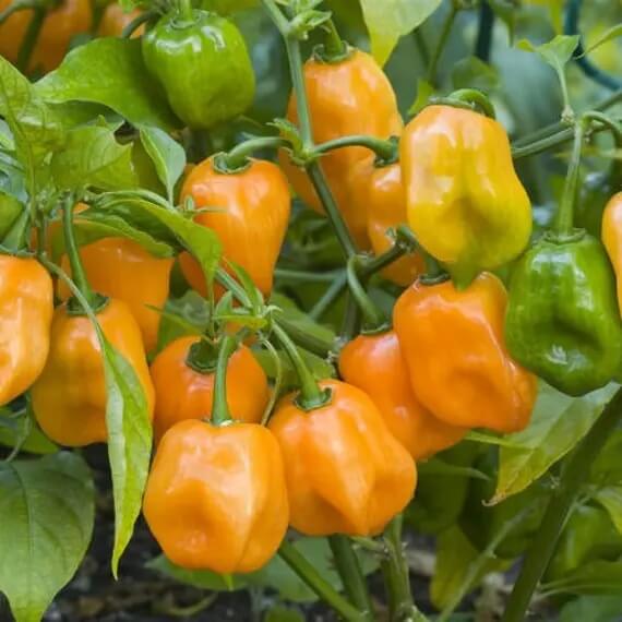 Habanero  Seeds – Heirloom