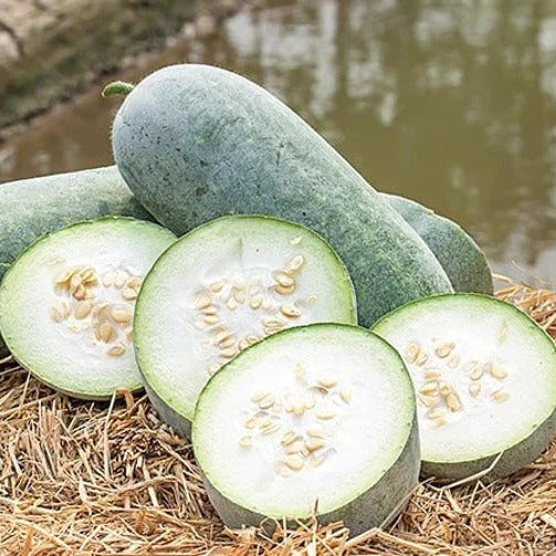 Hairy Melon Seeds – High-Yield
