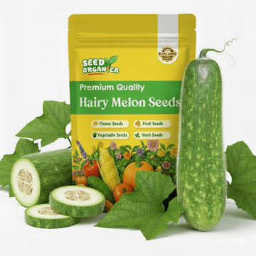 Hairy Melon Seeds – High-Yield
