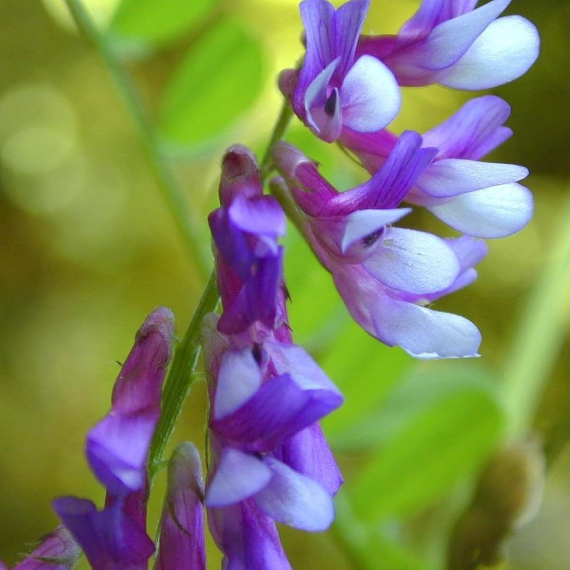 Hairy Vetch Seeds
