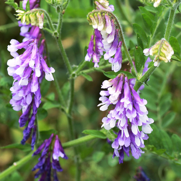 Hairy Vetch Seeds

