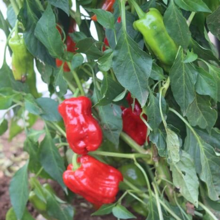 Halaby Pepper Seeds 