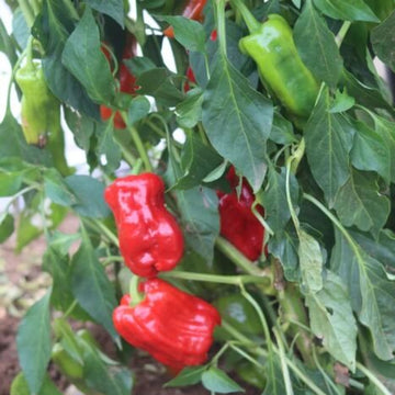 Halaby Pepper Seeds 