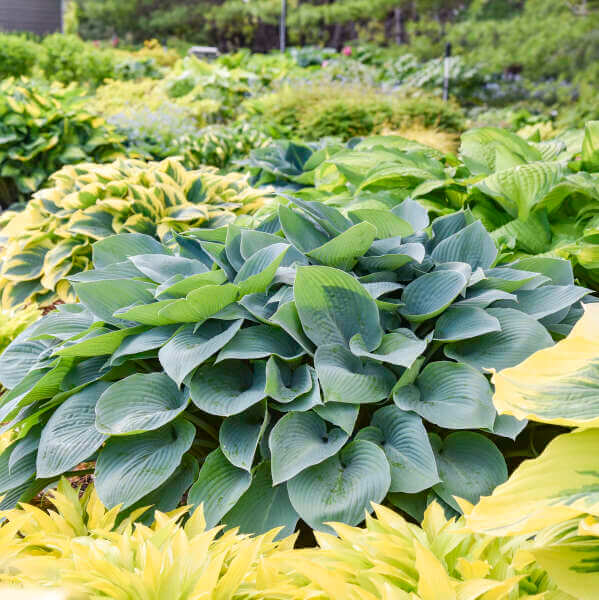 Halcyon Hosta Seeds - Flower Plant