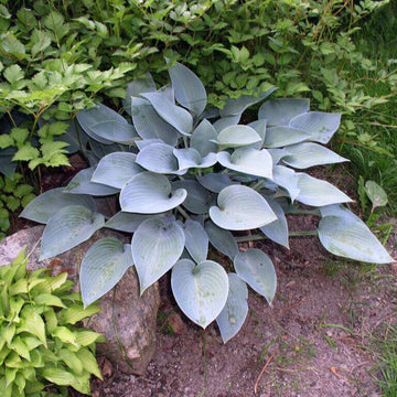 Halcyon Hosta Seeds - Flower Plant