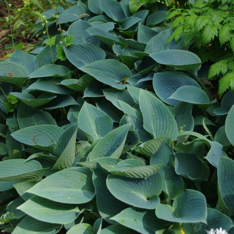 Halcyon Hosta Seeds - Flower Plant
