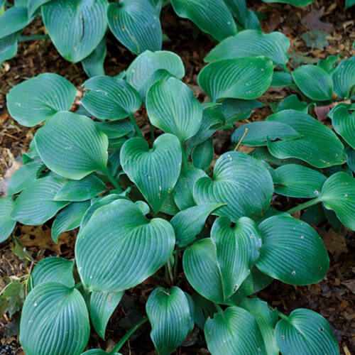 Halcyon Hosta Seeds - Flower Plant