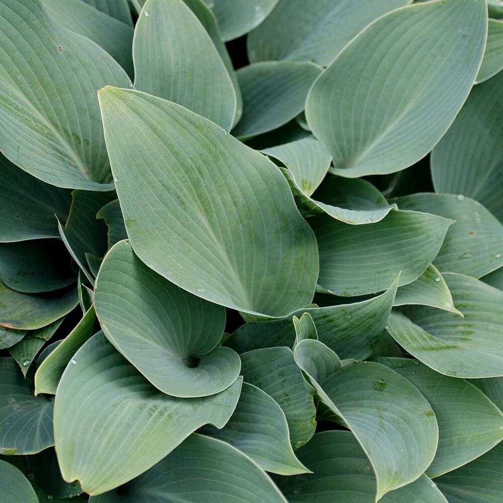 Halcyon Hosta Seeds - Flower Plant