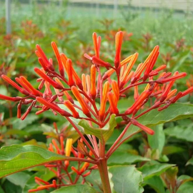 Hamelia Patens Seeds - All In One For Home Gardens