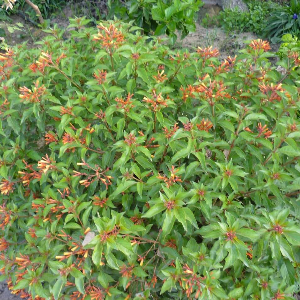 Hamelia Patens Seeds - All In One For Home Gardens