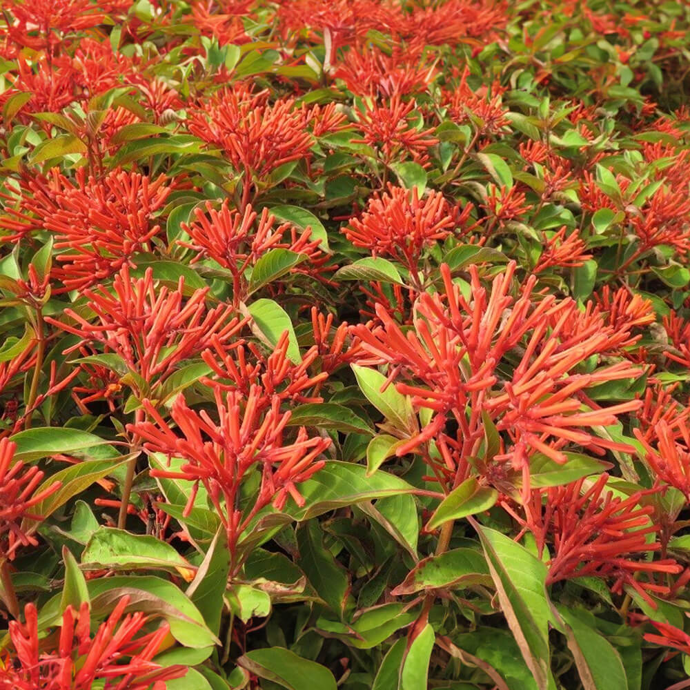Hamelia Patens Seeds - All In One For Home Gardens