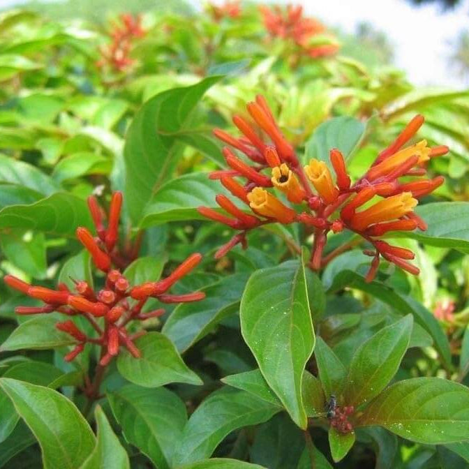Hamelia Patens Seeds - All In One For Home Gardens