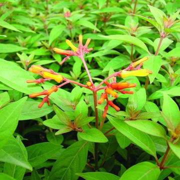Hamelia Patens Seeds - All In One For Home Gardens