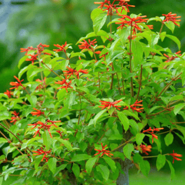 Hamelia Patens Seeds - All In One For Home Gardens