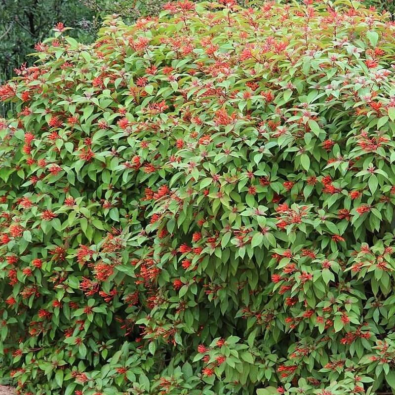 Hamelia Patens Seeds - All In One For Home Gardens