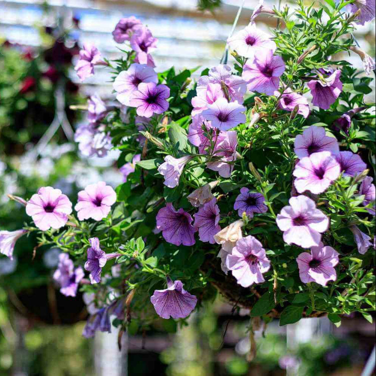 Hanging Basket Flower Seeds - Flower Plant