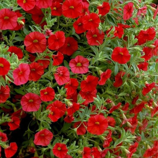 Hanging Basket Flower Seeds - Flower Plant