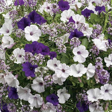 Hanging Basket Flower Seeds - Flower Plant