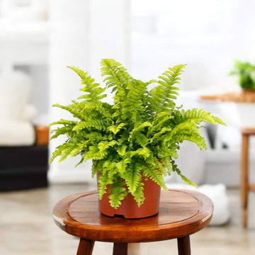 Hanging Fern Seeds
