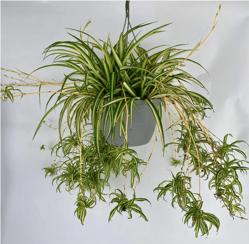 Hanging Spider Plant Seeds