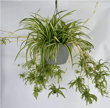Hanging Spider Plant Seeds
