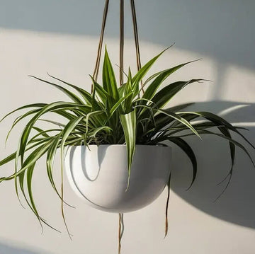 Hanging Spider Plant Seeds