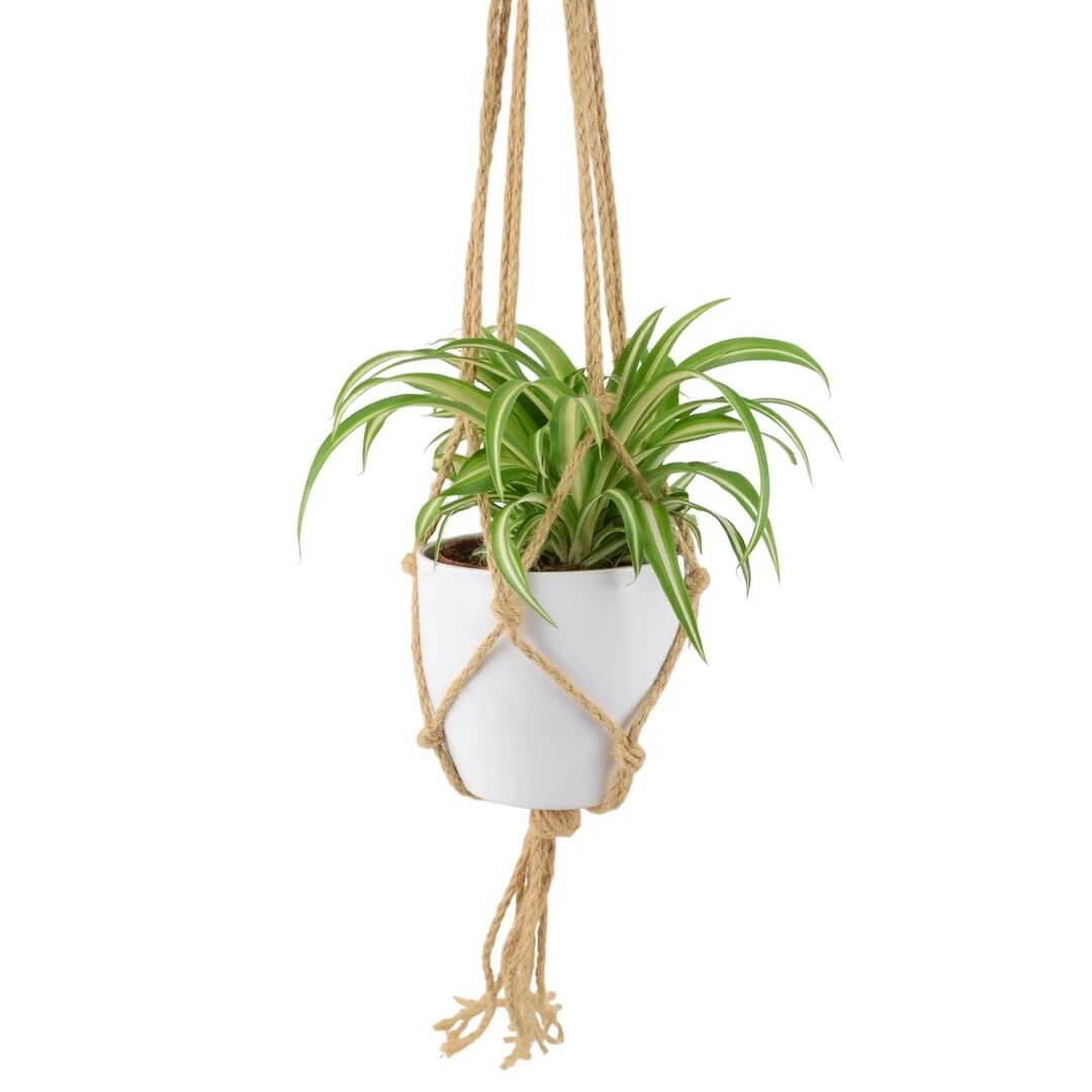 Hanging Spider Plant Seeds