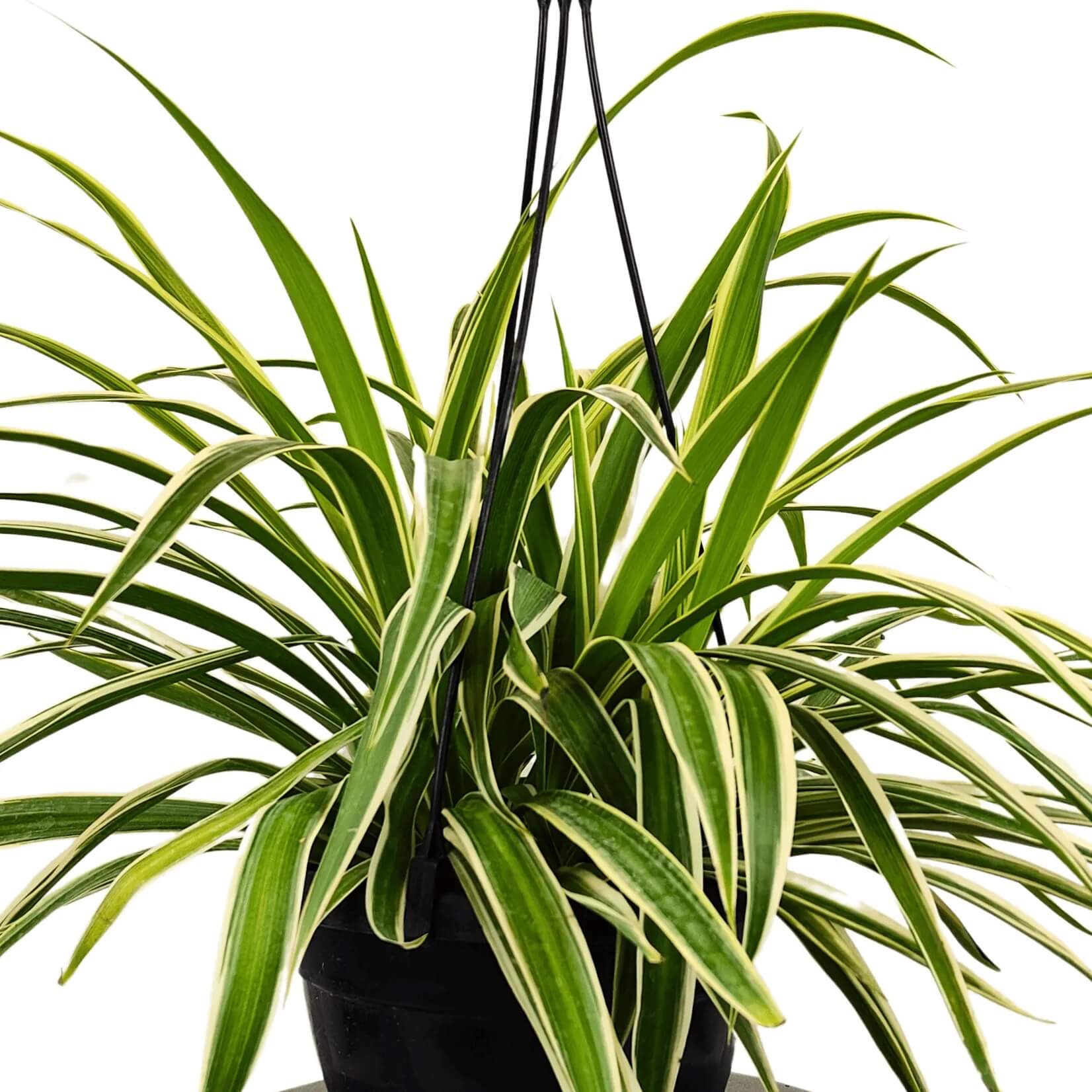 Hanging Spider Plant Seeds