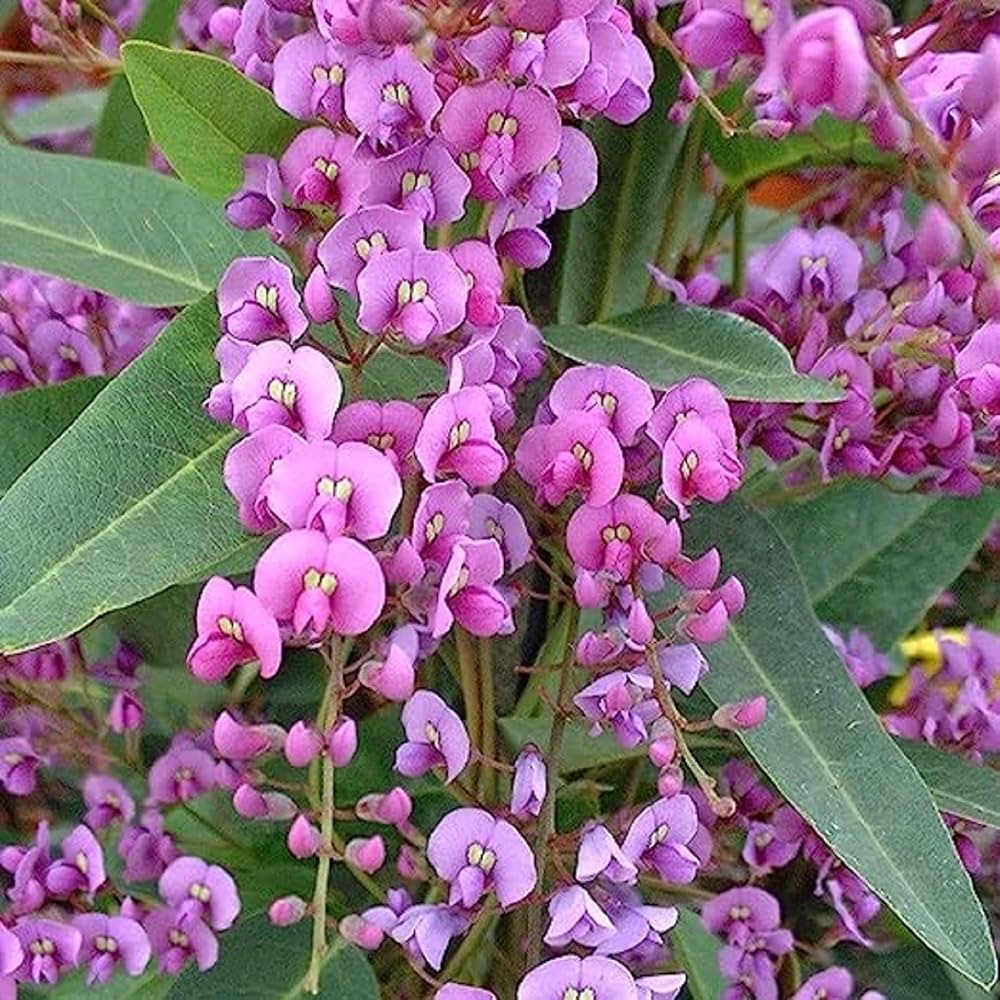 Hardenbergia Seeds – Australian Sarsaparilla
