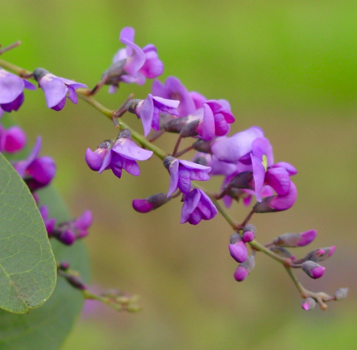 Hardenbergia Seeds – Australian Sarsaparilla
