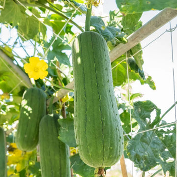 Hardshell Gourd Seeds – Thick-Skinned
