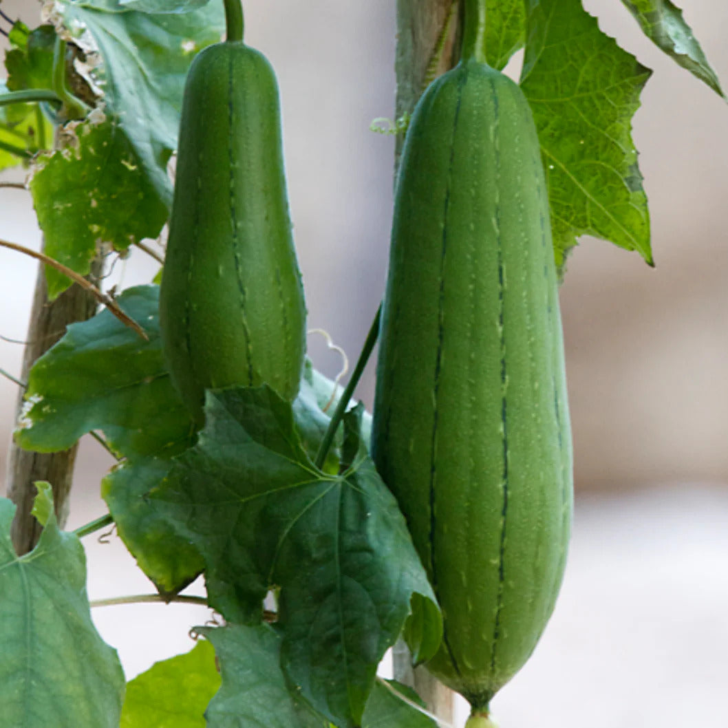 Hardshell Gourd Seeds – Thick-Skinned
