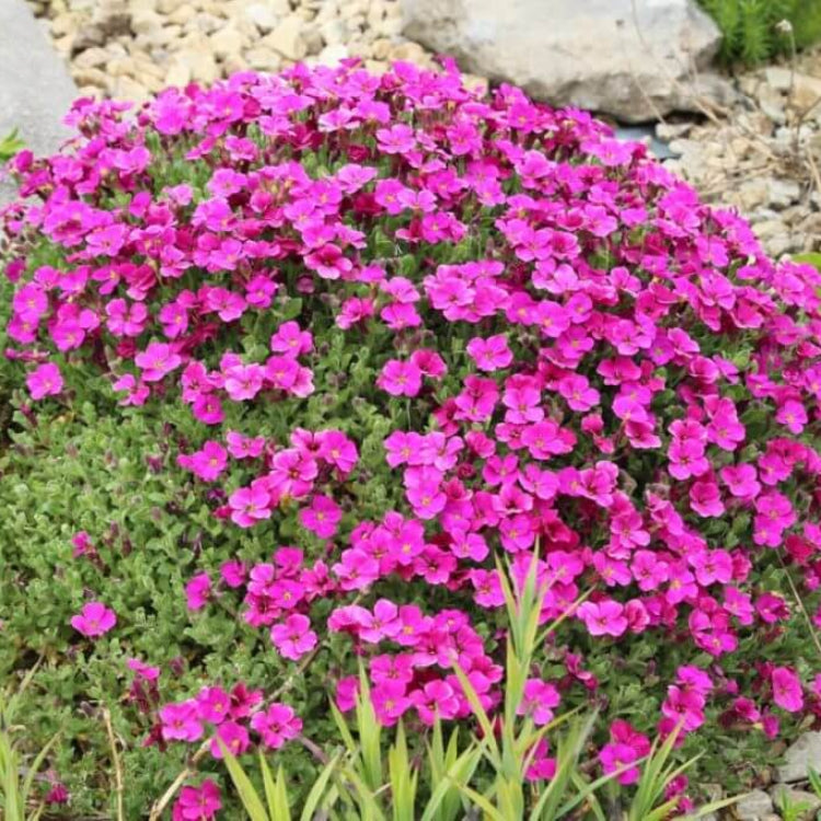 Hardy Aubrieta Seeds 