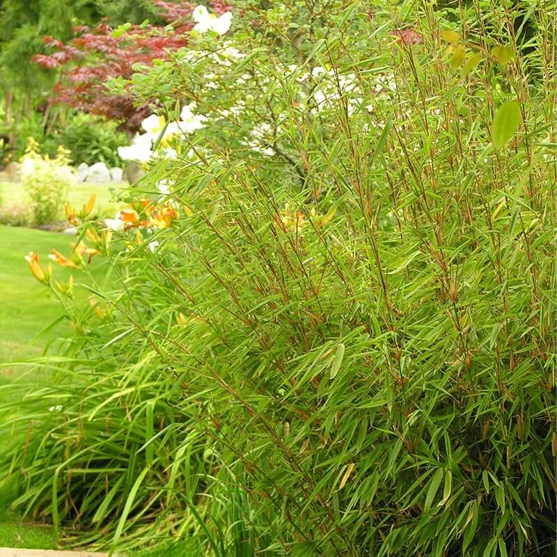 Hardy Bamboo Seeds