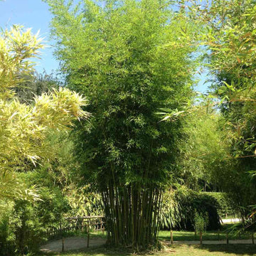 Hardy Bamboo Seeds