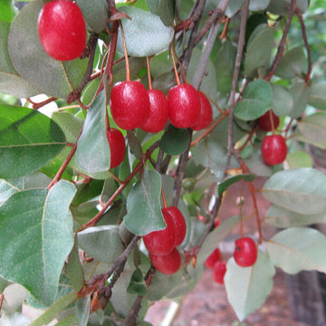 Hardy Berry Shrub Seeds