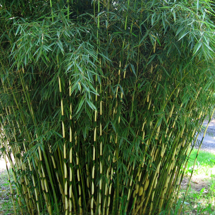 Hardy Clumping Bamboo Seeds