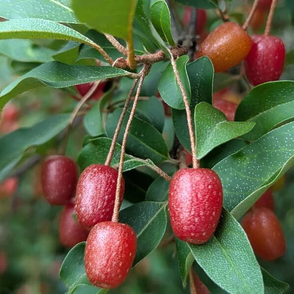 Hardy Goumi Shrubs Seeds