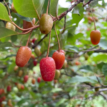 Hardy Goumi Shrubs Seeds